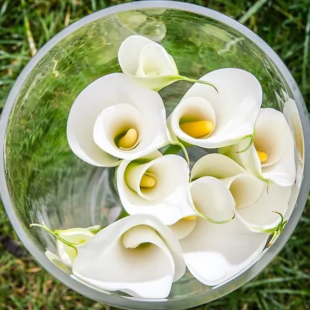 Aurora フィレンツェ